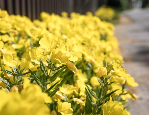 Enotera - yellow flowers is flowering in summer
